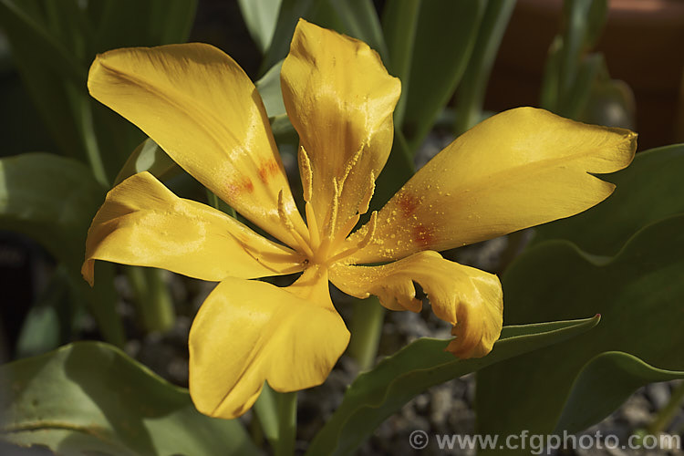 Tschimganica. Tulip (<i>Tulipa x tschimganica</i>), often listed as a species but now thought to be a natural hybrid between Tulipa dubia and Tulipa kaufmanniana, this low-growing. Central Asian tulip has flowers that range in colour from golden yellow to yellow with a broad red striping. Order: Liliales, Family: Liliaceae
