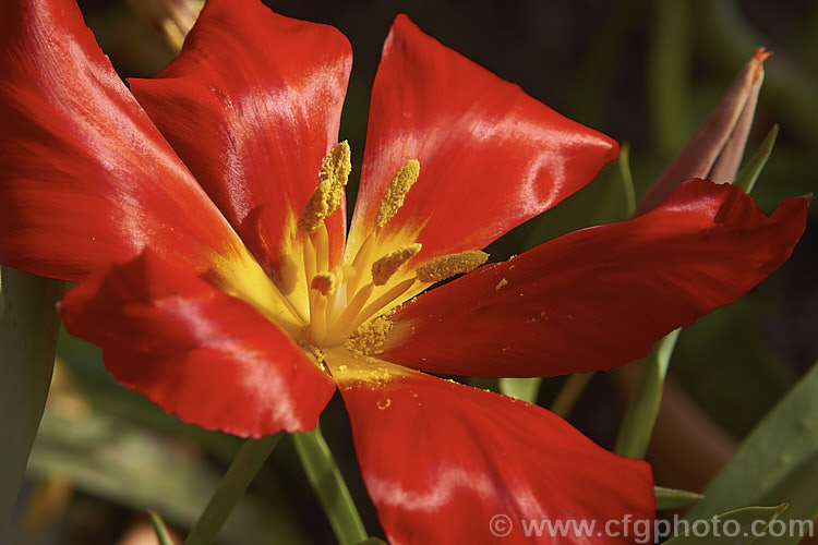 Wendensky's Tulip (<i>Tulipa vvendenskyi</i>), a very brightly coloured early spring flowering tulip native to Uzbekistan. The leaves are narrow and often held near horizontally. Order: Liliales, Family: Liliaceae