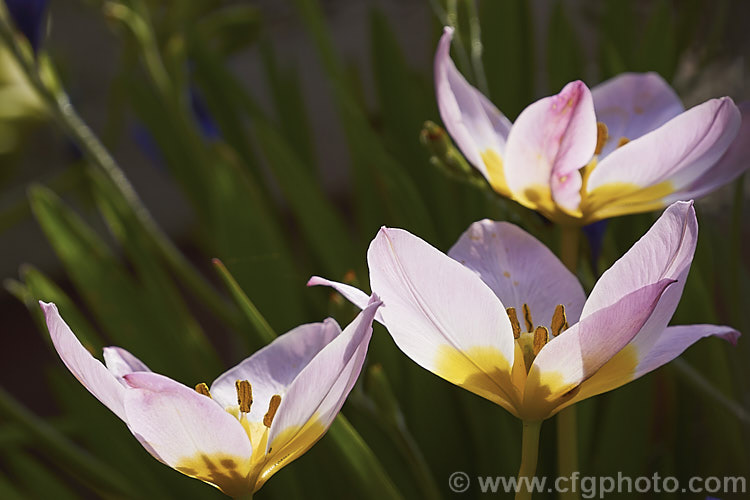Tulipa saxatilis subsp. bakeri (syn. Tulipa bakeri</i>) 'Lilac. Wonder', a cultivar of a compact, mid-spring-flowering tulip native to Crete. Order: Liliales, Family: Liliaceae