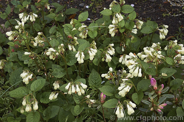 Symphytum grandiflorum, an early spring-flowering. European perennial that spreads to form a dense, ground-covering mat. The flowers are nectar-rich and are often damaged by bumble bees that cut the flowers to get to the nectaries they cannot otherwise reach. symphytum-2299htm'>Symphytum.