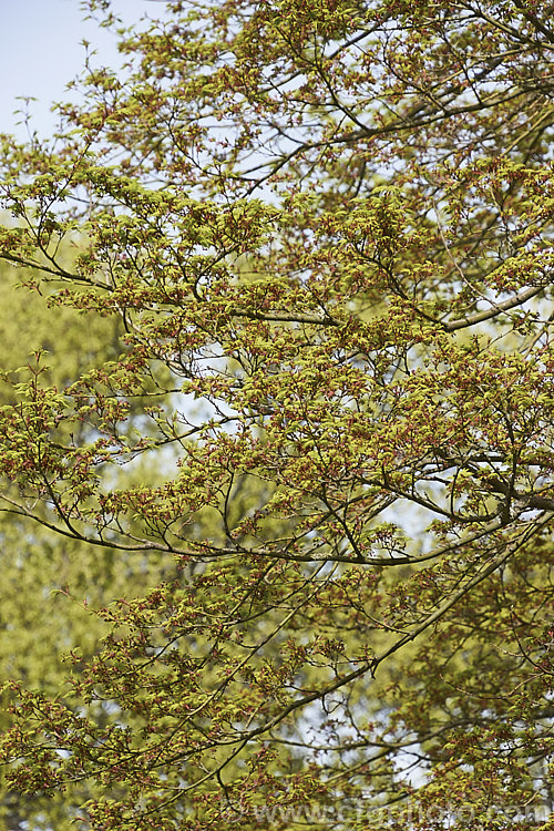 Japanese Maple (<i>Acer palmatum</i>) in flower. This widely cultivated 8m tall deciduous tree is native to Japan and Korea. There are many cultivated forms. Order: Sapindales, Family: Sapindaceae