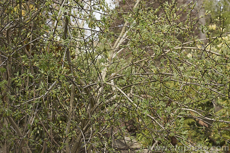 American. Bladdernut (<i>Staphylea trifolia</i>) with young leaves and flower buds. This deciduous, 3-5m tall, spring-flowering shrub is native to the eastern United States. Its pendulous flowers are only around 8mm long but are followed by 3-lobed fruits that can be up to 4cm across. Order: Crossosomatales, Family: Staphyleaceae