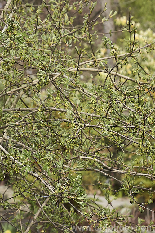 American. Bladdernut (<i>Staphylea trifolia</i>) with young leaves and flower buds. This deciduous, 3-5m tall, spring-flowering shrub is native to the eastern United States. Its pendulous flowers are only around 8mm long but are followed by 3-lobed fruits that can be up to 4cm across. Order: Crossosomatales, Family: Staphyleaceae