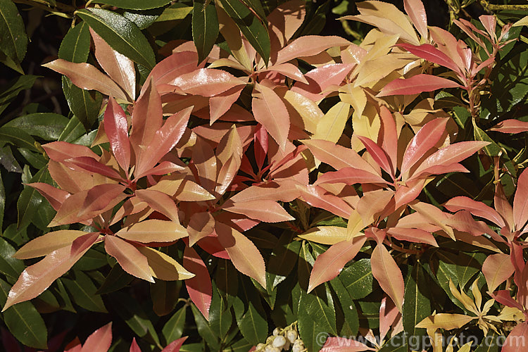 The brightly coloured young spring foliage of Pieris japonica 'Valley. Rose', a lily-of-the-valley shrub cultivar notable for its bright light red new growth and pale pink flowers that age to white. It grows to around 15m tall pieris-2209htm'>Pieris. Order: Ericales, Family: Ericaceae