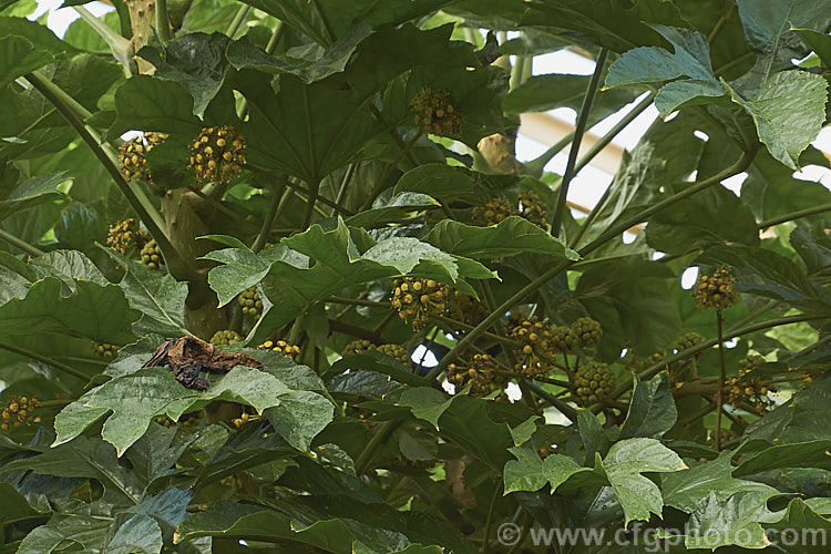 Snowflake. Tree (<i>Trevesia palmata</i>) with flowerheads. This large evergreen shrub or small tree is native to tropical Asia and is found from India to Thailand and southern China. It is notable for its unusually shaped and divided foliage. The heads of small cream flowers can be quite showy but are often largely hidden among the foliage. trevesia-3365htm'>Trevesia. Order: Apiales, Family: Araliaceae