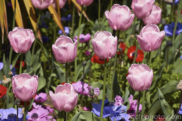 Tulipa 'Pink Diamond' (<i>Category 5 —. Single. Late</i>), a sport of 'Pink Supreme', this tulip has soft mid-pink flowers that are very pale at the petal edge. The flower stems are around 50cm tall Order: Liliales, Family: Liliaceae