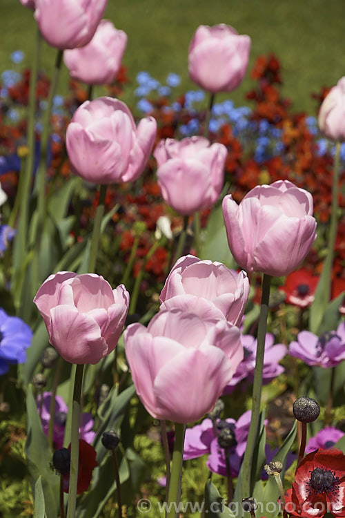 Tulipa 'Pink Diamond' (<i>Category 5 —. Single. Late</i>), a sport of 'Pink Supreme', this tulip has soft mid-pink flowers that are very pale at the petal edge. The flower stems are around 50cm tall Order: Liliales, Family: Liliaceae