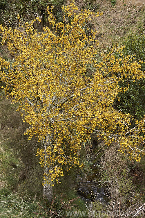Kowhai (<i>Sophora tetraptera</i>), a briefly deciduous tree from New Zealand andChile. Its flowers are rich in nectar, appear from late winter into spring (as the foliage drops</i>) and are a New Zealand national symbol. sophora-2142htm'>Sophora.