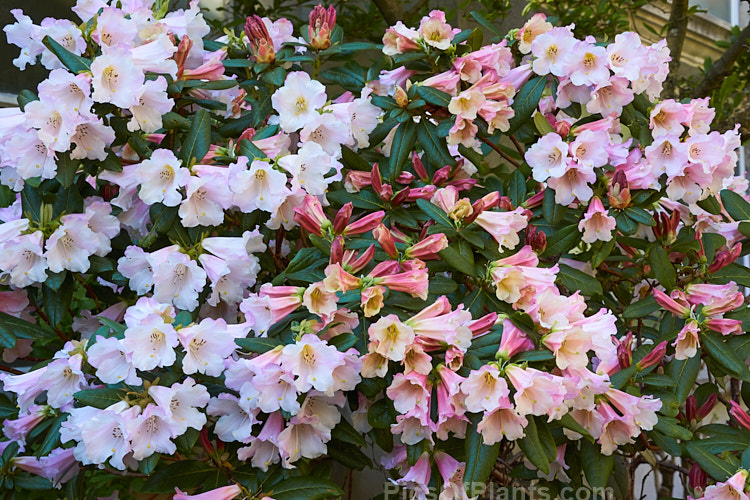 <i>Rhododendron</i> 'Countess of Haddington' (<i>Rhododendron ciliatum</i> x <i>Rhododendron dalhousiae</i>), bred before 1865, this hybrid has loose clusters of large, mildly fragrant flowers and slightly hairy foliage. Order: Ericales, Family: Ericaceae