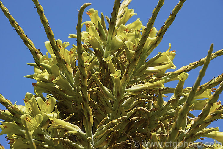 Puya chilensis, a terrestrial bromeliad that forms a dense clump of rosettes of fiercely toothed, narrow, silver-grey leaves covered in fine, dusty scales. Its flower stem is up to 25m tall and the flowers are yellow to light green. The plant is native to dry areas of theChilean. Andes, where it occurs in the Matorral (a. Mediterranean climate area with wet winters and dry summers</i>) at elevations of 300-1000m