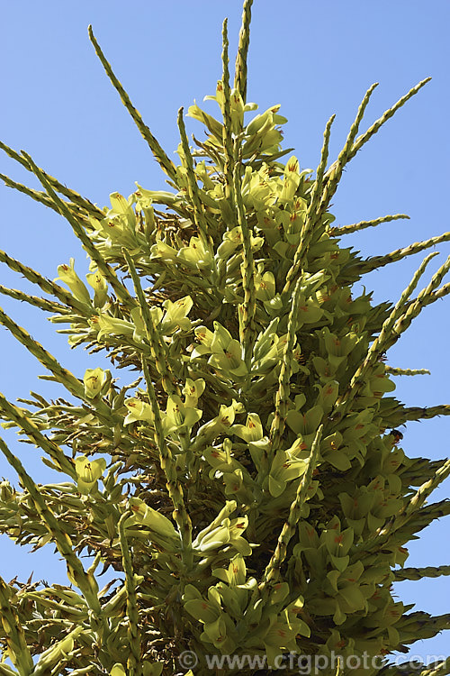 Puya chilensis, a terrestrial bromeliad that forms a dense clump of rosettes of fiercely toothed, narrow, silver-grey leaves covered in fine, dusty scales. Its flower stem is up to 25m tall and the flowers are yellow to light green. The plant is native to dry areas of theChilean. Andes, where it occurs in the Matorral (a. Mediterranean climate area with wet winters and dry summers</i>) at elevations of 300-1000m