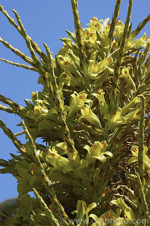 Puya chilensis, a terrestrial bromeliad that forms a dense clump of rosettes of fiercely toothed, narrow, silver-grey leaves covered in fine, dusty scales. Its flower stem is up to 25m tall and the flowers are yellow to light green. The plant is native to dry areas of theChilean. Andes, where it occurs in the Matorral (a. Mediterranean climate area with wet winters and dry summers</i>) at elevations of 300-1000m