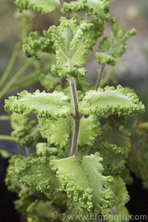 Teucrium scorodonia 'Crispum. Marginatum', a foliage cultivar of European perennial or semi-evergreen subshrub that grows to around 1m high. It is notable for the wavy, scalloped edges of its leaves. In summer it produces heads of whorls of yellow-green flowers but it is often at its most attractive in spring when it has bright yellow-green young growth. teucrium-2507htm'>Teucrium.