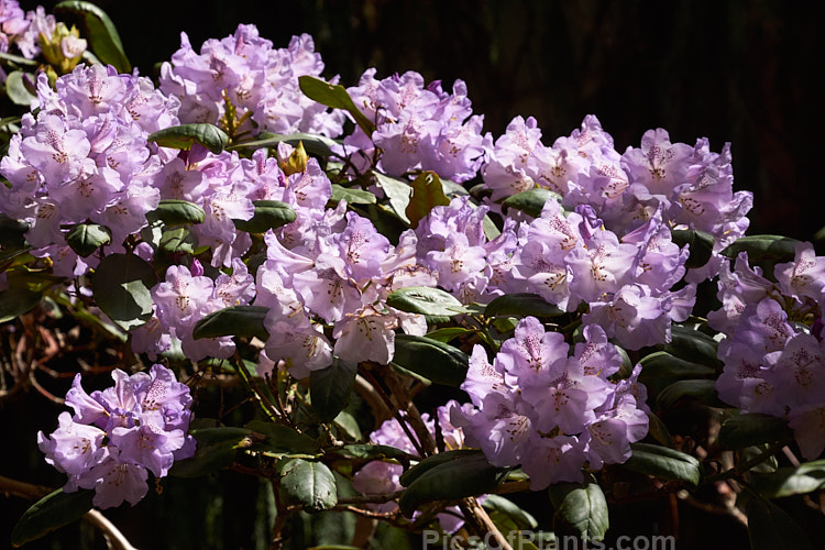 <i>Rhododendron</i> 'Susan' (<i>Rhododendron campanulatum</i> x <i>Rhododendron fortunei</i>), a 2m tall hybrid raised by C. Williams of England and introduced by Slocock around 1930. Order: Ericales, Family: Ericaceae