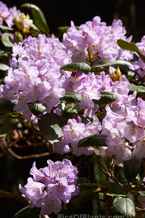 <i>Rhododendron</i> 'Susan' (<i>Rhododendron campanulatum</i> x <i>Rhododendron fortunei</i>), a 2m tall hybrid raised by C. Williams of England and introduced by Slocock around 1930. Order: Ericales, Family: Ericaceae