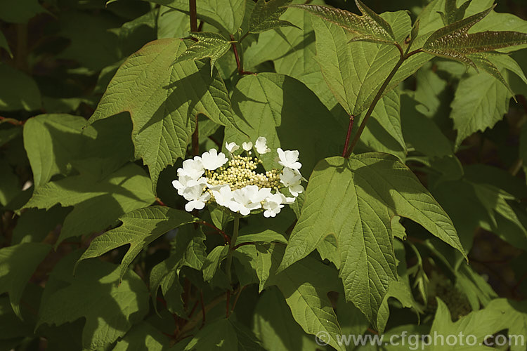 Cranberry. Viburnum or Highbush. Cranberry (<i>Viburnum trilobum</i>), a 3m tall deciduous. North American shrub. The fruit (not the edible cranberry</i>) follows flat-topped heads of white flowers that open in late spring. viburnum-2081htm'>Viburnum.. viburnum-2081htm'>Viburnum. <a href='adoxaceae-plant-family-photoshtml'>Adoxaceae</a>.