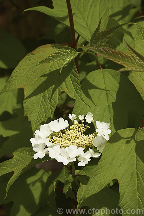 Cranberry. Viburnum or Highbush. Cranberry (<i>Viburnum trilobum</i>), a 3m tall deciduous. North American shrub. The fruit (not the edible cranberry</i>) follows flat-topped heads of white flowers that open in late spring. viburnum-2081htm'>Viburnum.. viburnum-2081htm'>Viburnum. <a href='adoxaceae-plant-family-photoshtml'>Adoxaceae</a>.