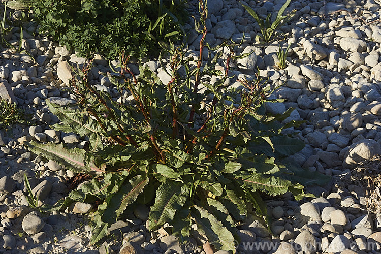 Bitter Dock or Broad-leaved Dock (<i>Rumex obtusifolius</i>), a perennial weed, originally of European origin, that is now widely distributed. Its strong, deep taproots make it difficult to remove by hand. The leaf veins and flower stems are often red-tinted, especially in dry, sunny conditions. Order: Caryophyllales, Family: Polygonaceae