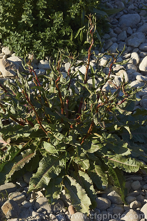 Bitter Dock or Broad-leaved Dock (<i>Rumex obtusifolius</i>), a perennial weed, originally of European origin, that is now widely distributed. Its strong, deep taproots make it difficult to remove by hand. The leaf veins and flower stems are often red-tinted, especially in dry, sunny conditions. Order: Caryophyllales, Family: Polygonaceae