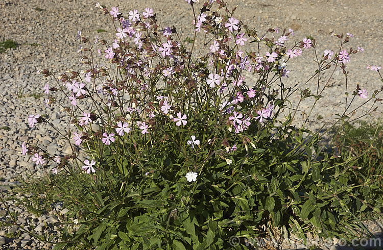 Red Campion (<i>Silene dioica [syn. Lychnis dioca]), a near-evergreen, spring- to summer-flowering, European perennial with flower stems to 80cm tall It often naturalises in temperate climates. silene-2496htm'>Silene. Order: Caryophyllales, Family: Caryophyllaceae