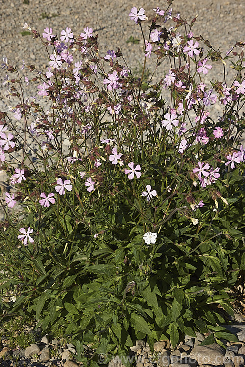Red Campion (<i>Silene dioica [syn. Lychnis dioca]), a near-evergreen, spring- to summer-flowering, European perennial with flower stems to 80cm tall It often naturalises in temperate climates. silene-2496htm'>Silene. Order: Caryophyllales, Family: Caryophyllaceae