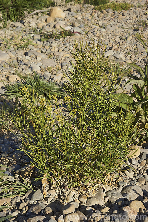 French Rocket, Mediterranean. Rocket, Hedge. Mustard or Smooth. Mustard (<i>Sisymbrium erysimoides</i>), a southern European mustard family (<i>Brassicaceae</i>) annual or biennial that has become naturalised in many temperate areas. sisymbrium-3461htm'>Sisymbrium. .