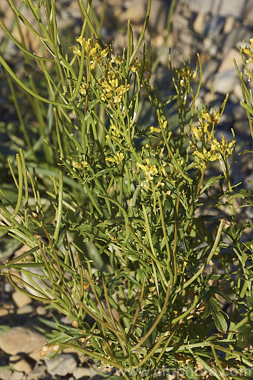 French Rocket, Mediterranean. Rocket, Hedge. Mustard or Smooth. Mustard (<i>Sisymbrium erysimoides</i>), a southern European mustard family (<i>Brassicaceae</i>) annual or biennial that has become naturalised in many temperate areas. sisymbrium-3461htm'>Sisymbrium. .