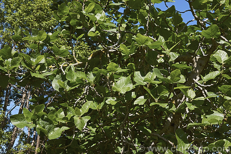 Bedu, Wild Fig or Punjab Fig (<i>Ficus palmata</i>), a deciduous, 5-9m tall tree native to the Himalayan region where it occurs at elevations of up to 1600m. It is closely related to the common edible fig (<i>Ficus carica</i>) and has similar fruits but is readily distinguished by is unlobed deltoid leaves. Order: Rosales, Family: Moraceae