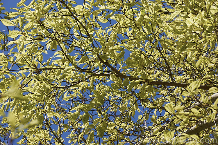 The bright spring foliage of the Variegated European Field Elm or Smooth-leaved Elm (<i>Ulmus carpinifolia 'Variegata'). The leaves are mottled with green rather having a sectored or edged pattern. Order: Rosales, Family: Ulmaceae