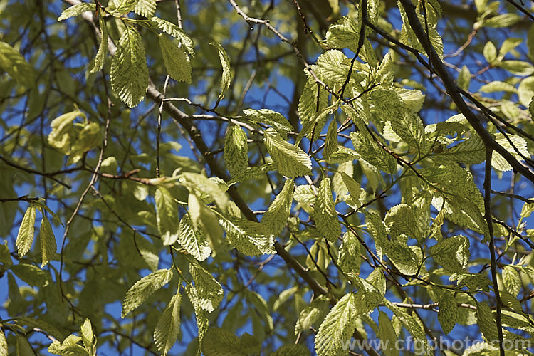 The bright spring foliage of the Variegated European Field Elm or Smooth-leaved Elm (<i>Ulmus carpinifolia 'Variegata'). The leaves are mottled with green rather having a sectored or edged pattern. Order: Rosales, Family: Ulmaceae