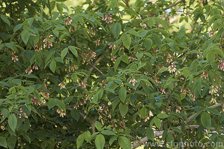 American. Bladdernut (<i>Staphylea trifolia</i>), a deciduous, 3-5m tall, spring-flowering shrub native to the eastern United States. Its pendulous flowers are only around 8mm long but are followed by 3-lobed fruits that can be up to 4cm across. Order: Crossosomatales, Family: Staphyleaceae