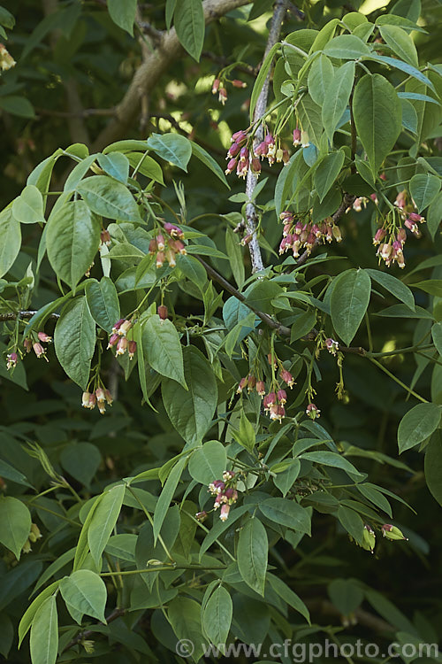 American. Bladdernut (<i>Staphylea trifolia</i>), a deciduous, 3-5m tall, spring-flowering shrub native to the eastern United States. Its pendulous flowers are only around 8mm long but are followed by 3-lobed fruits that can be up to 4cm across. Order: Crossosomatales, Family: Staphyleaceae