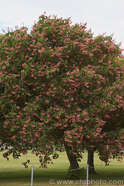 Pink-flowered Horse Chestnut (<i>Aesculus x carnea</i> [<i>Aesculus hippocastanum</i> x <i>Aesculus pavia</i>]) in flower, with a carpet of fallen petals. This deep pink-flowered hybrid horse chestnut is a 15-25m tall deciduous tree widely cultivated as a specimen or street tree. Order Sapindales, Family: Sapindaceae