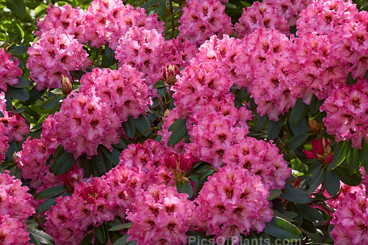 <i>Rhododendron</i> 'One Thousand Butterflies' ('Lem's Cameo' x 'Pink Petticoats'), a large shrubby hybrid raised by the Canadian breeder Lofthouse in 1975 but not registered until 1981. It grows to over 3m tall and wide and flowers profusely. Order: Ericales, Family: Ericaceae