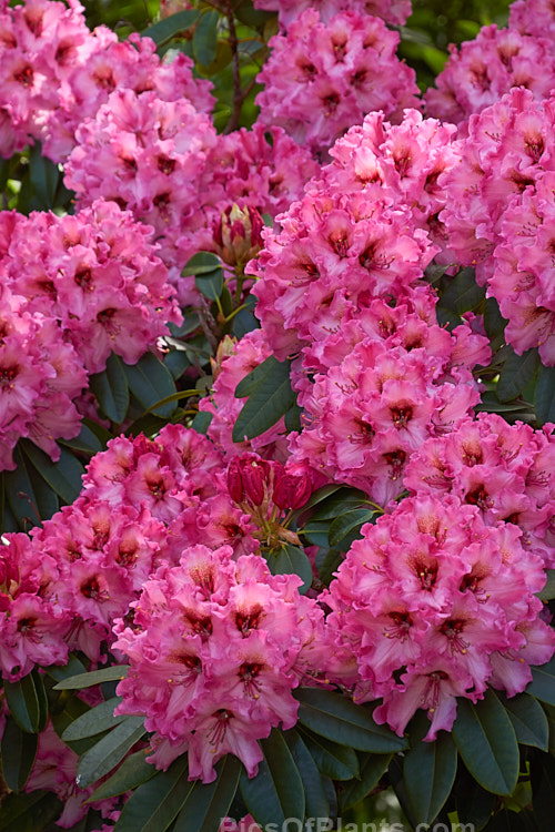 <i>Rhododendron</i> 'One Thousand Butterflies' ('Lem's Cameo' x 'Pink Petticoats'), a large shrubby hybrid raised by the Canadian breeder Lofthouse in 1975 but not registered until 1981. It grows to over 3m tall and wide and flowers profusely. Order: Ericales, Family: Ericaceae