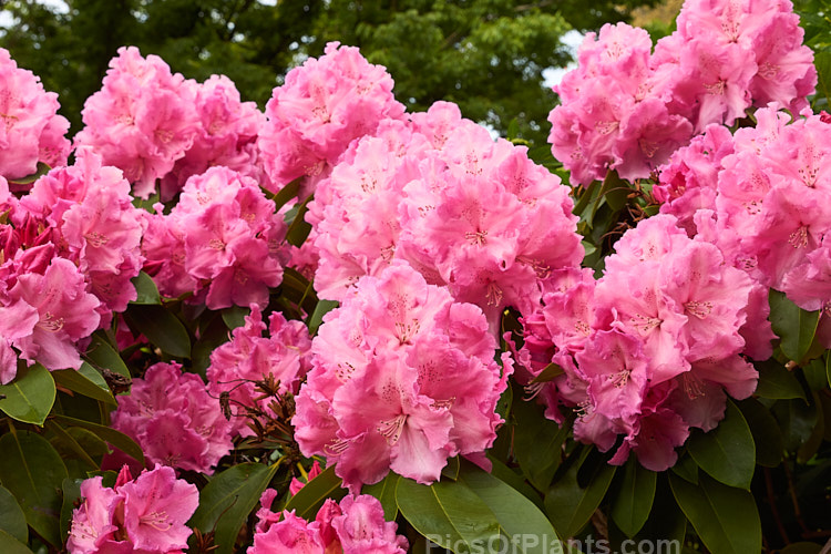 <i>Rhododendron</i> 'Trude Webster' ('Countess of Derby' selfed</i>), raised by Greer of the United States and introduced in 1961, this medium-sized midseason to late-flowering hybrid produces a very large flower truss. The mid-pink flowers are generally rather lighter at the centre, but the effect is not so much of a two-tone effect as 'Lem's Monarch'. Order: Ericales, Family: Ericaceae