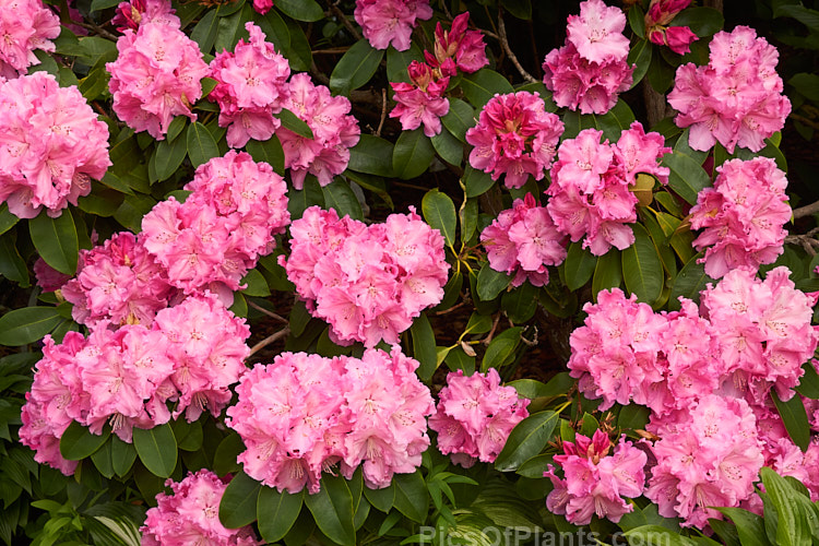 <i>Rhododendron</i> 'Trude Webster' ('Countess of Derby' selfed</i>), raised by Greer of the United States and introduced in 1961, this medium-sized midseason to late-flowering hybrid produces a very large flower truss. The mid-pink flowers are generally rather lighter at the centre, but the effect is not so much of a two-tone effect as 'Lem's Monarch'. Order: Ericales, Family: Ericaceae