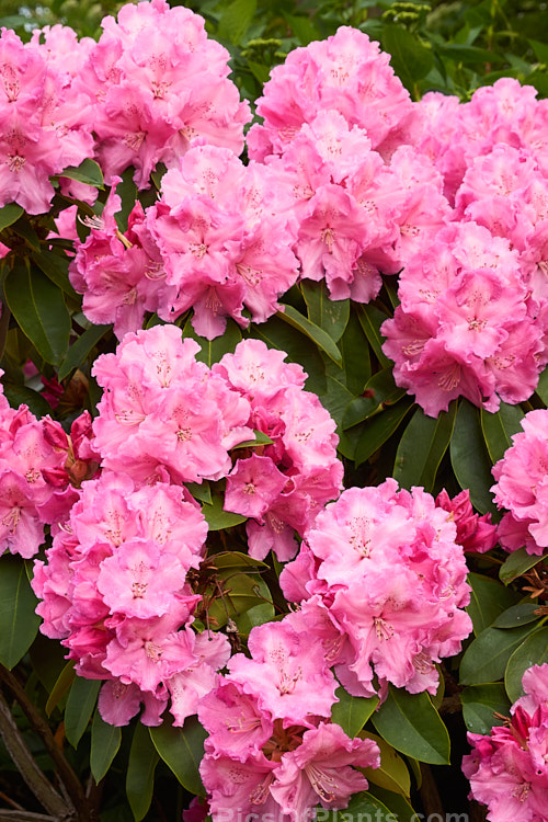 <i>Rhododendron</i> 'Trude Webster' ('Countess of Derby' selfed</i>), raised by Greer of the United States and introduced in 1961, this medium-sized midseason to late-flowering hybrid produces a very large flower truss. The mid-pink flowers are generally rather lighter at the centre, but the effect is not so much of a two-tone effect as 'Lem's Monarch'. Order: Ericales, Family: Ericaceae