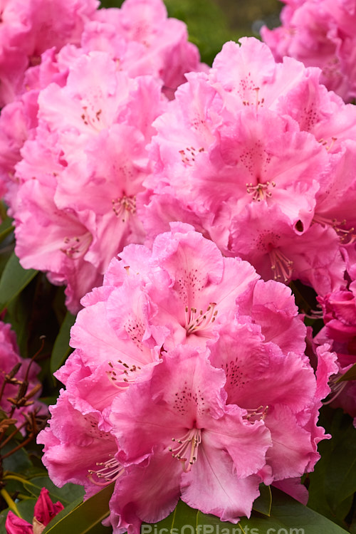 <i>Rhododendron</i> 'Trude Webster' ('Countess of Derby' selfed</i>), raised by Greer of the United States and introduced in 1961, this medium-sized midseason to late-flowering hybrid produces a very large flower truss. The mid-pink flowers are generally rather lighter at the centre, but the effect is not so much of a two-tone effect as 'Lem's Monarch'. Order: Ericales, Family: Ericaceae