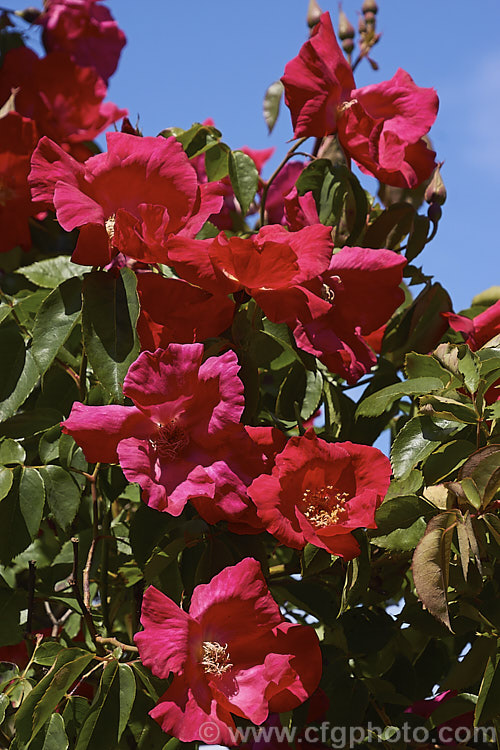 Rosa 'Nancy. Hayward' ('Jessie. Clark' x seedling</i>), a large-flowered Hybrid Tea climber raised by Alister. Clark of Australia in 1937. Its deep pinkish red single flowers are usually among the first roses to open. Order: Rosales, Family: Rosaceae