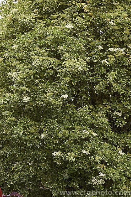 Variegated Elderberry (<i>Sambucus nigra 'Marginata'), a variegated cultivar of a spring-flowering Eurasian deciduous shrub that often naturalises and can become a weed. Its flowers and fruit can be used for wine-making. The foliage edges of 'Marginata' are soft yellow when young but mature to cream. Order: Dipsacales, Family: Adoxaceae