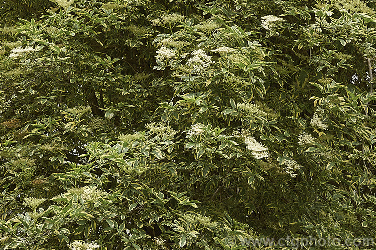 Variegated Elderberry (<i>Sambucus nigra 'Marginata'), a variegated cultivar of a spring-flowering Eurasian deciduous shrub that often naturalises and can become a weed. Its flowers and fruit can be used for wine-making. The foliage edges of 'Marginata' are soft yellow when young but mature to cream. Order: Dipsacales, Family: Adoxaceae