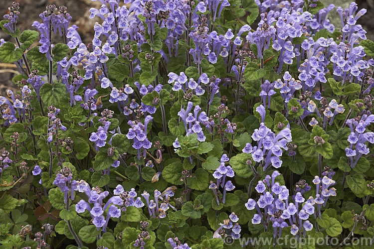 Skullcap or Helmet. Flower (<i>Scutellaria indica var. parvifolia</i>), a small-leafed natural variety of a late spring- to early-summer-flowering perennial native to Japan and nearby parts of China and Korea. scutellaria-3462htm'>Scutellaria.