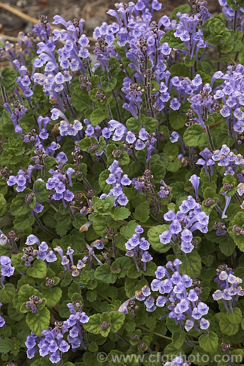 Skullcap or Helmet. Flower (<i>Scutellaria indica var. parvifolia</i>), a small-leafed natural variety of a late spring- to early-summer-flowering perennial native to Japan and nearby parts of China and Korea. scutellaria-3462htm'>Scutellaria.