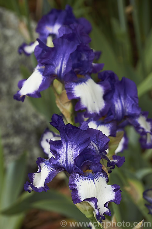 Iris 'Stepping. Out', a tall bearded iris introduced by Schreiner in 1964 and a Dyke's Medal winner in 1968. It grows to around 1m tall