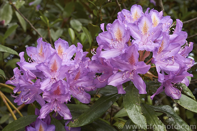 Pontic. Rhododendron (<i>Rhododendron ponticum</i>), a large, evergreen, late spring- to early summer-flowering shrub native to the Mediterranean region. It can grow to over 8m tall, is tough and adaptable, and has naturalised in many temperate areas