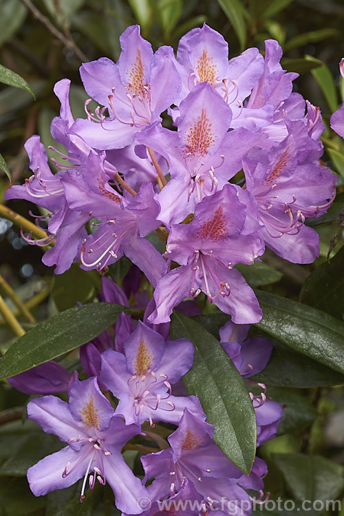 Pontic. Rhododendron (<i>Rhododendron ponticum</i>), a large, evergreen, late spring- to early summer-flowering shrub native to the Mediterranean region. It can grow to over 8m tall, is tough and adaptable, and has naturalised in many temperate areas