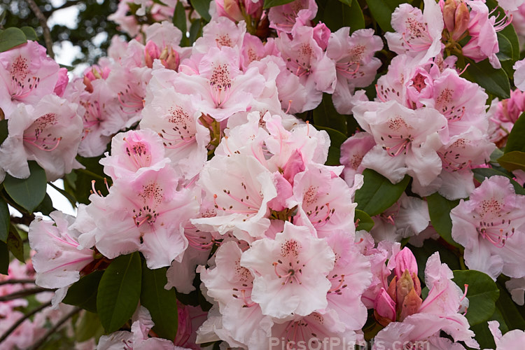 <i>Rhododendron</i> 'Mother of Pearl', a sport of the very popular 'Pink Pearl', raised by Waterer of England in 1925. It has large flowers and lush foliage with a fairly compact habit. Order: Ericales, Family: Ericaceae