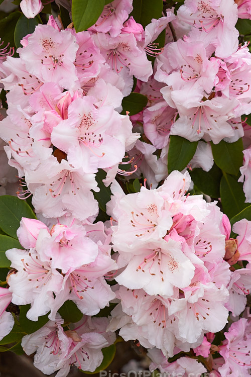 <i>Rhododendron</i> 'Mother of Pearl', a sport of the very popular 'Pink Pearl', raised by Waterer of England in 1925. It has large flowers and lush foliage with a fairly compact habit. Order: Ericales, Family: Ericaceae