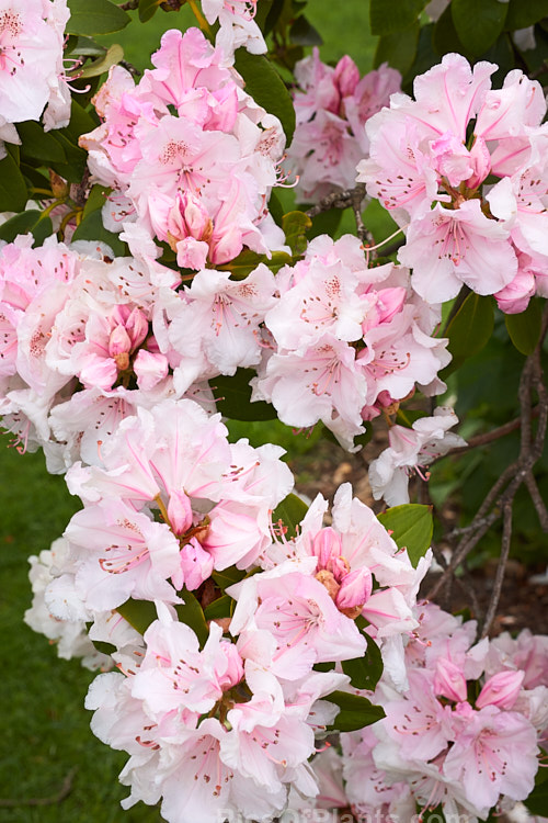 <i>Rhododendron</i> 'Mother of Pearl', a sport of the very popular 'Pink Pearl', raised by Waterer of England in 1925. It has large flowers and lush foliage with a fairly compact habit. Order: Ericales, Family: Ericaceae